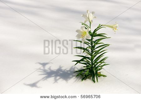 Easter Lilies In Snow
