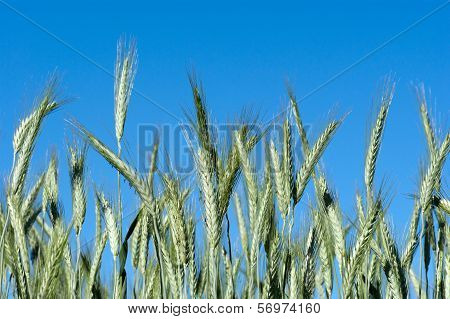 Triticale