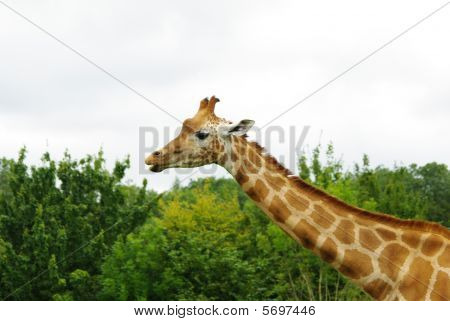 Giraf