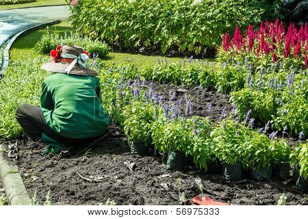 Gardening,