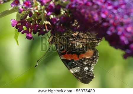 Red Admiral Butterfly On Butterflybush