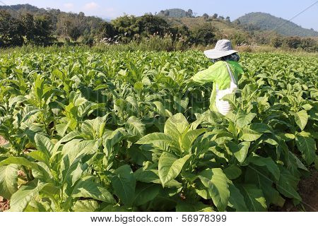 Tobacco plantation