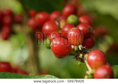 Coffee tree