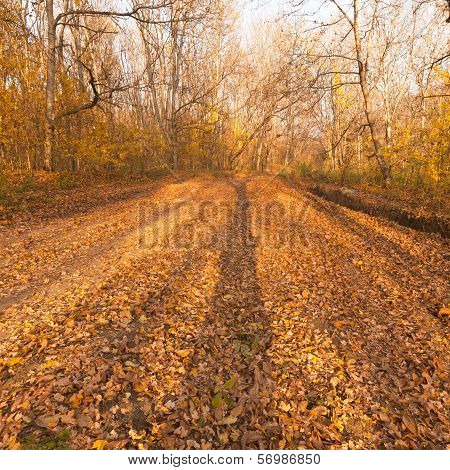 Autumn forest.