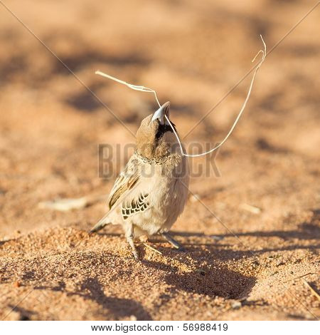 Cape Sparrow (passer Melanurus)