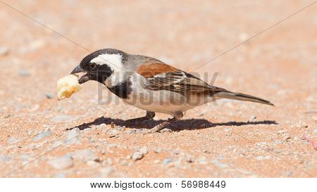 Cape Sparrow (passer Melanurus)