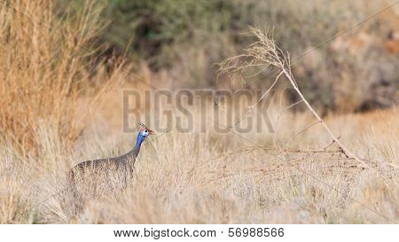 Guinea Fowl, Helmeted - Wild Game Birds From Africa