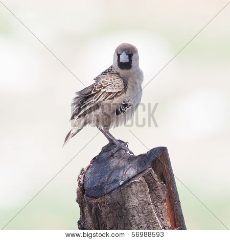 Cape Sparrow (passer Melanurus)