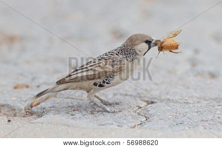Cape Sparrow (passer Melanurus)