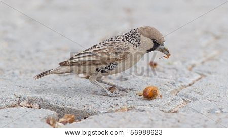 Cape Sparrow (passer Melanurus)