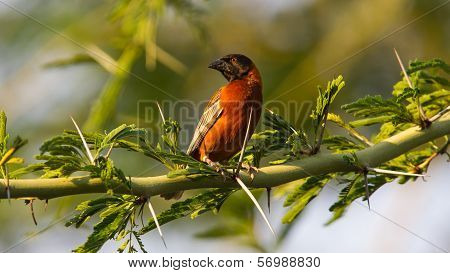 Southern Red Bishop Busy Building A Nest