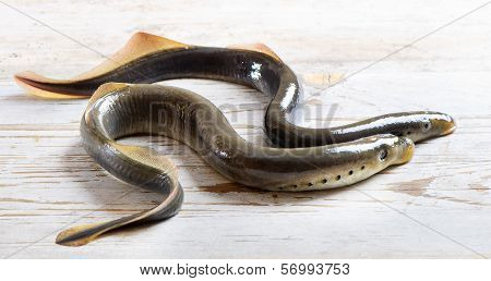 Two Lampreys