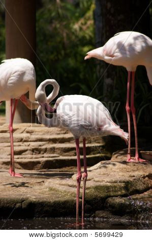 En pink flamingo