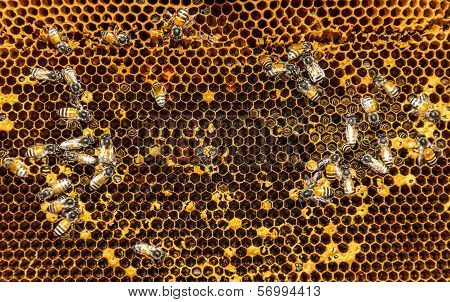 Honeycomb
