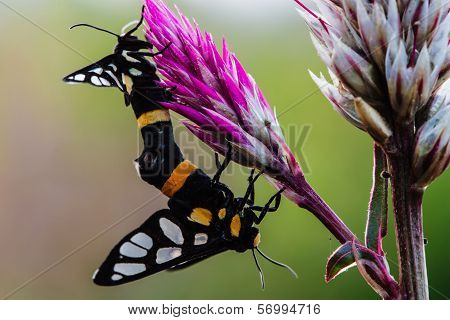Moth Mating