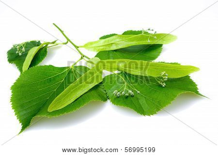 Linden