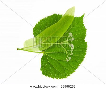 Linden