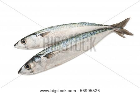 Mackerels