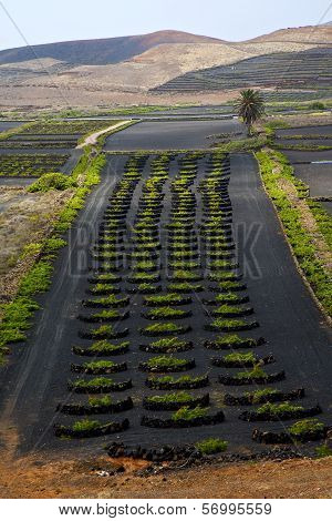 Lanzarote Spain La Geria Vine Screw Gra