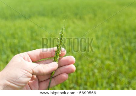 Spiga di grano