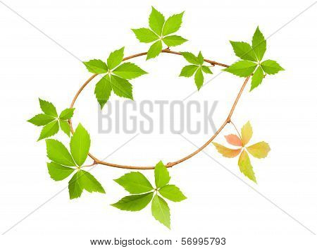 Virginia Creeper