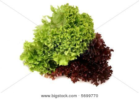 Lactuca Sativa salat 1