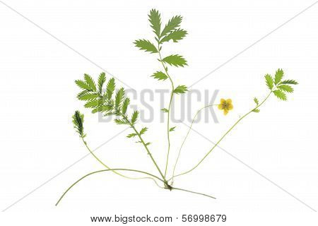 Geese Cinquefoil (Potentilla anserina)
