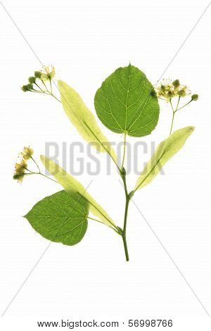 Flowers Of The Lime Tree (Tilia)