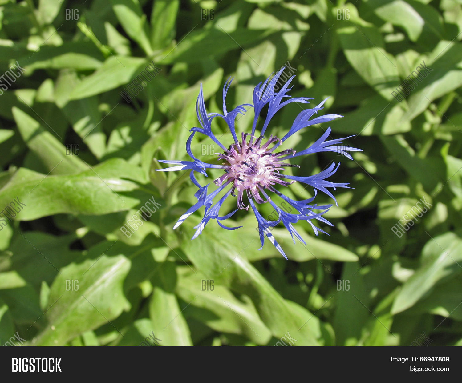 Image Preview