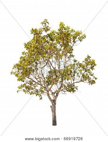 Dipterocapus Intricatus, Tropical Tree In The Northeast Of Thailand Isolated On White Background