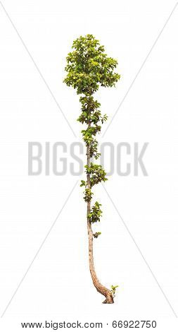 Dipterocapus Intricatus, Tropical Tree In The Northeast Of Thailand Isolated On White Background