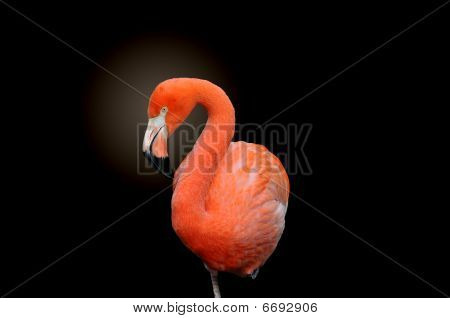 American Flamingo