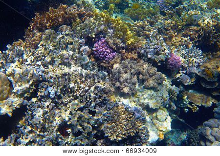 coral reef