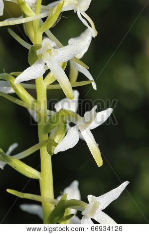 Lesser Butterfly Orchid