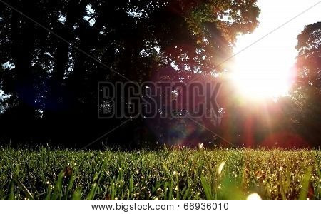 Lawn Under Sun Light