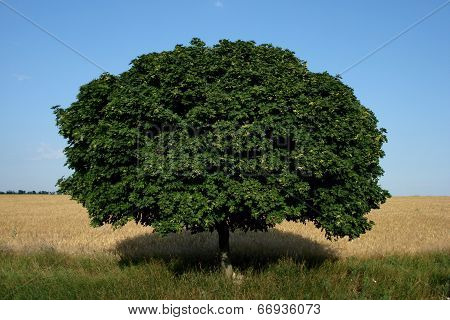 Tree And Field