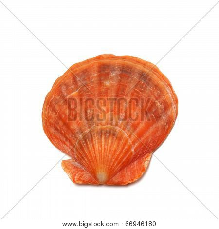 Scallop Shell Isolated On White Background