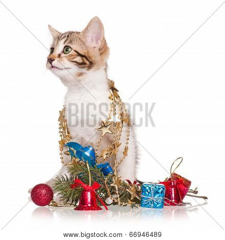Celebrating Kitten