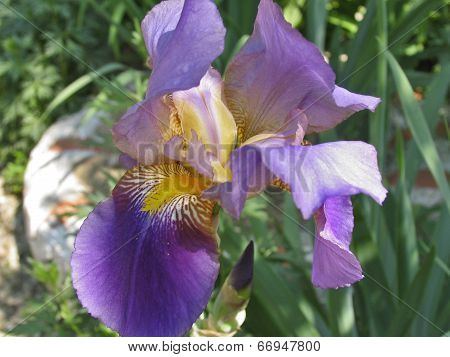 Iris