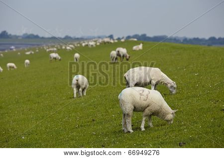 Buesum - Dike With Sheeps