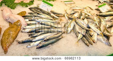 Variety of fresh fish in the market