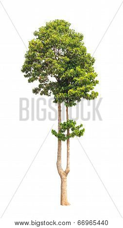 Dipterocarpus Alatus, Tropical Tree In The Northeast Of Thailand Isolated On White Background