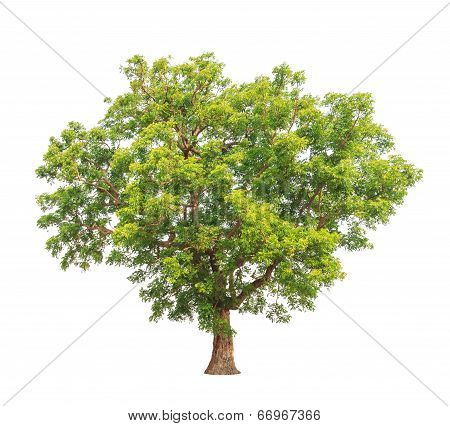 Neem Plant (azadirachta Indica), Tropical Tree In The Northeast Of Thailand Isolated On White Backgr