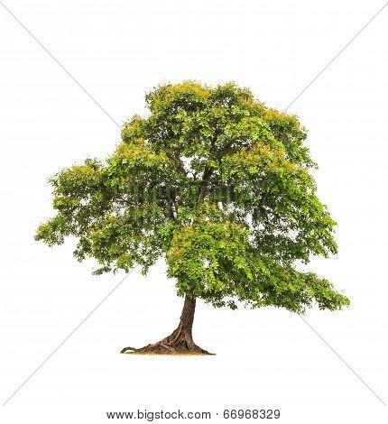 Sindora Siamensis, Tropical Tree In The Northeast Of Thailand Isolated On White Background