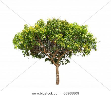 Mango Tree (mangifera Indica), Tropical Tree In The Northeast Of Thailand Isolated On White Backgrou