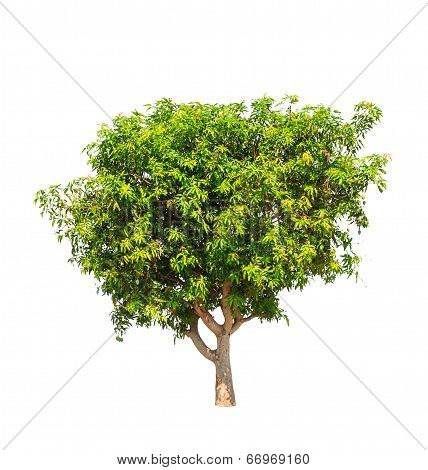 Mango Tree (mangifera Indica), Tropical Tree In The Northeast Of Thailand Isolated On White Backgrou