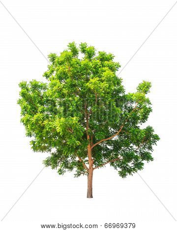 Neem Plant (azadirachta Indica), Tropical Tree In The Northeast Of Thailand Isolated On White Backgr