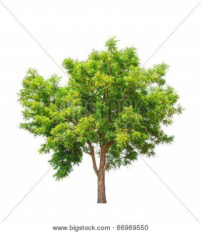 Neem Plant (azadirachta Indica), Tropical Tree In The Northeast Of Thailand Isolated On White Backgr