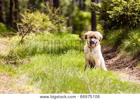 Leonberger Dog Puppy