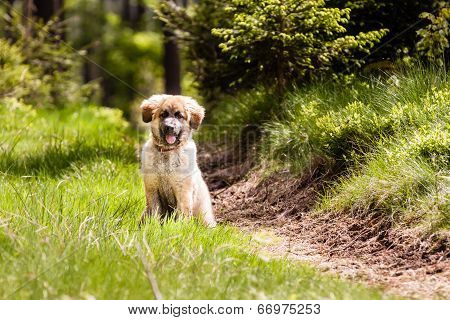 Leonberger Dog Puppy